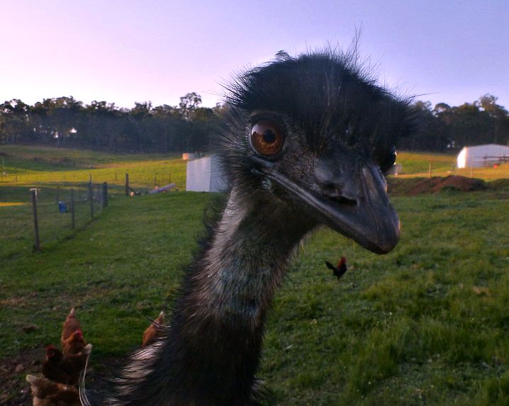 Emu Bob at Glenlynn