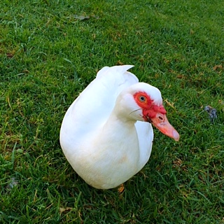 Duck Betty at Glenlynn Cottages