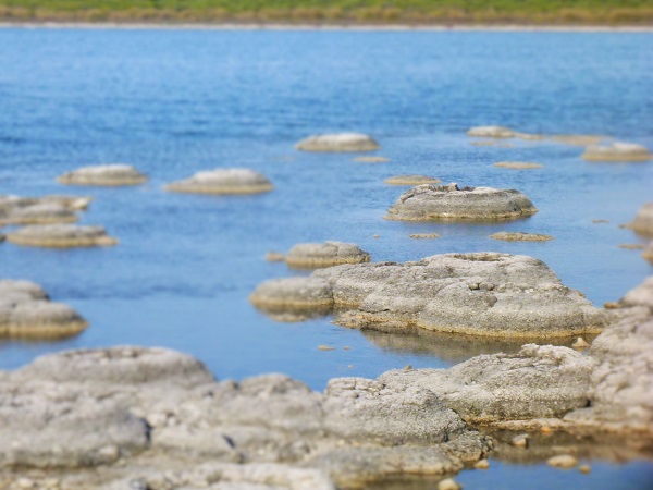 Strombolites and Thrombolites at Lake Thetis