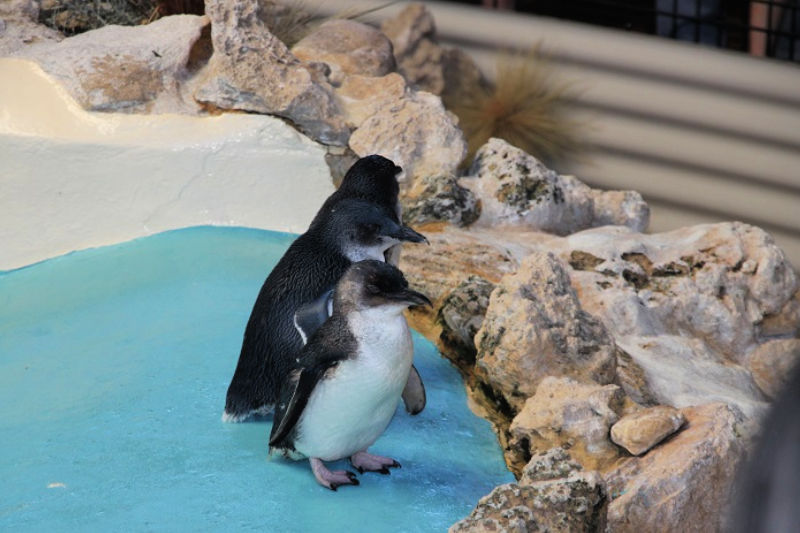 Penguin Island Perth