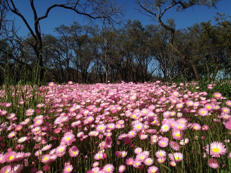 The incredible wildflowers of Western Australia