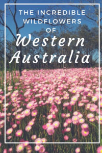 Wildflowers of Western Australia