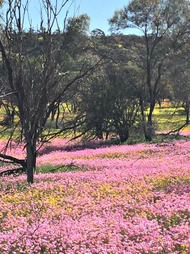 The incredible Wildflowers of Western Australia West Australian Explorer The incredible Wildflowers of Western Australia West Australian Explorer