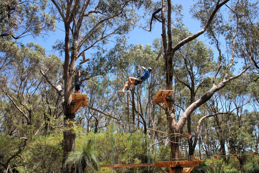 Climb trees with Moving Rope Systems - TREETOP EXPLORER