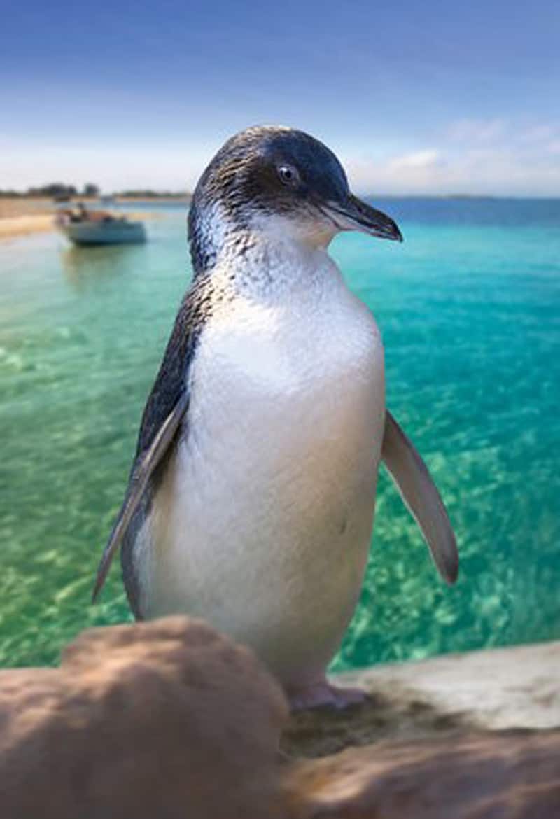 Penguin Island in Perth