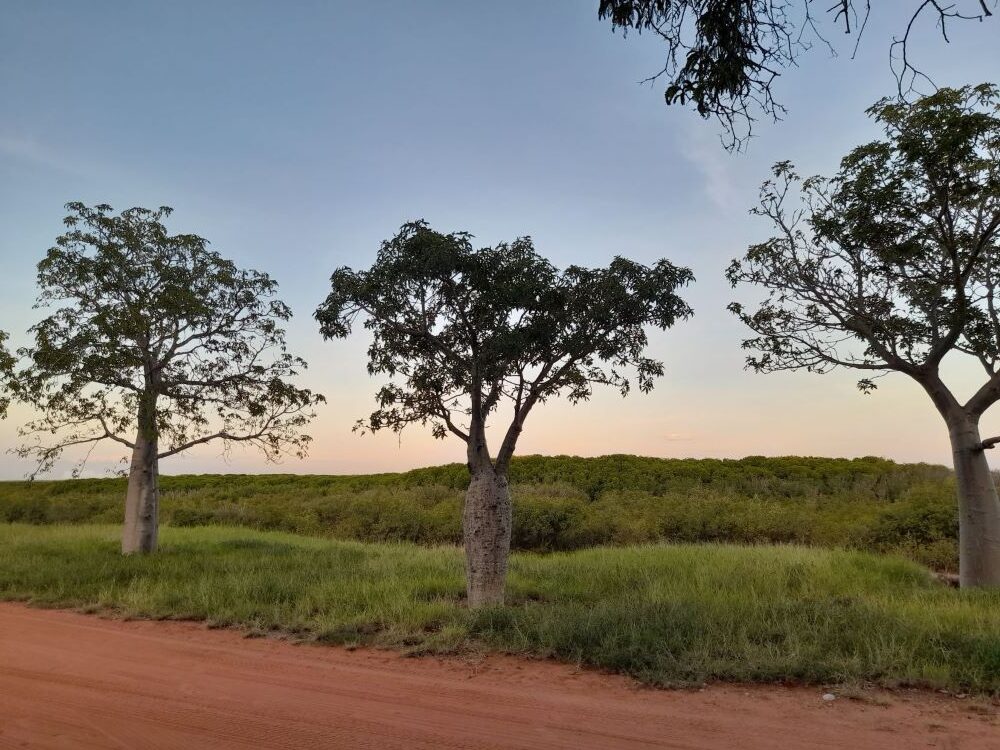 Boab Trees in Broome