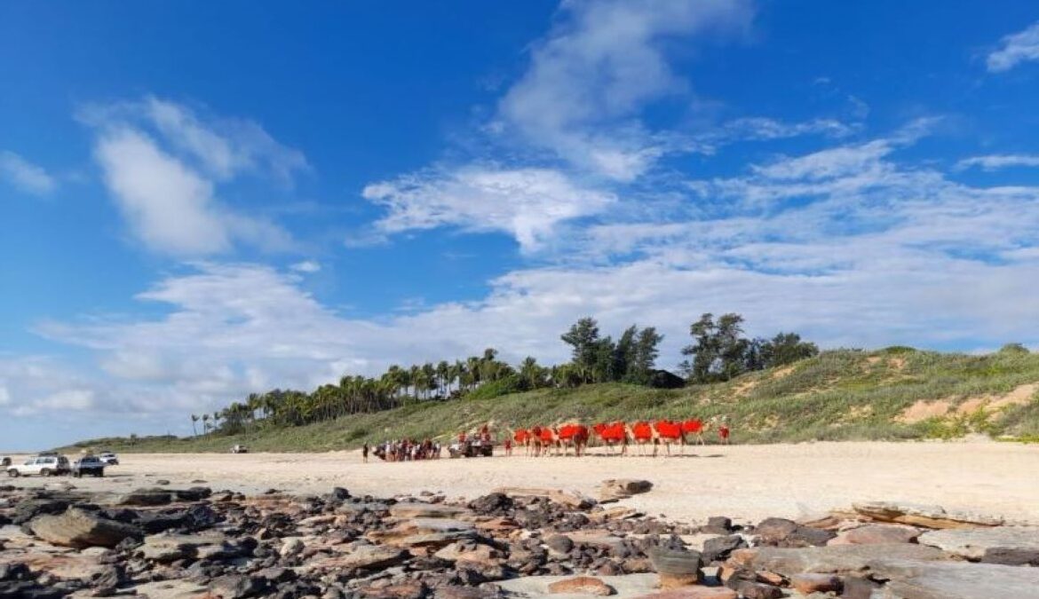 Broome Camel Rides